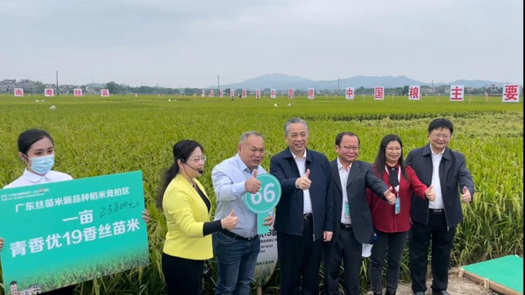 丝苗米产品竞拍