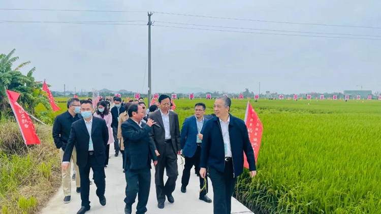 广东丝苗米